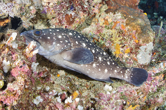 Epinephelus coeruleopunctatus
