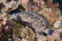 Epinephelus coeruleopunctatus