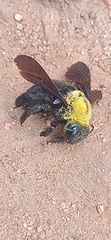 Xylocopa ruficornis