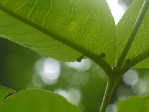 Terminalia elliptica (Terminalia elliptica)