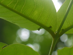 Terminalia elliptica