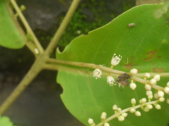 Terminalia elliptica
