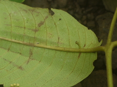 Terminalia elliptica