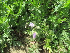 Erodium stephanianum