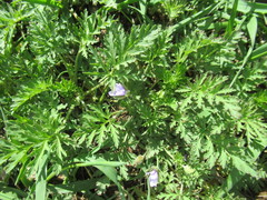 Erodium stephanianum