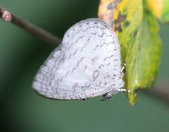 Spalgis lemolea lemolea