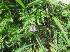 Erodium stephanianum