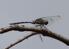 Orthetrum brachiale