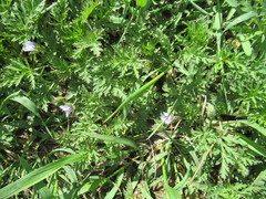 Erodium stephanianum