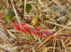 Gasteria