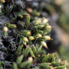 Orthotrichum stramineum