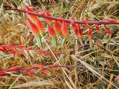 Gasteria