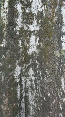 Orthotrichum stramineum