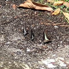 Graphium evemon eventus