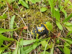 Bombina variegata