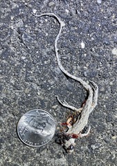 Urosaurus graciosus graciosus