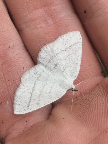 Pilkajuostis Balsvasprindis nuotrauka