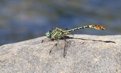 Onychogomphus supinus