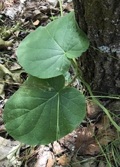 Matelea carolinensis