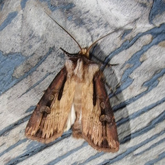 Agrotis volubilis