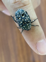 Protaetia niveoguttata