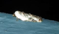 Acleris nivisellana
