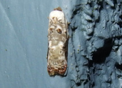 Acleris nivisellana
