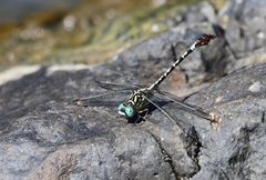 Onychogomphus supinus