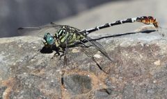 Onychogomphus supinus