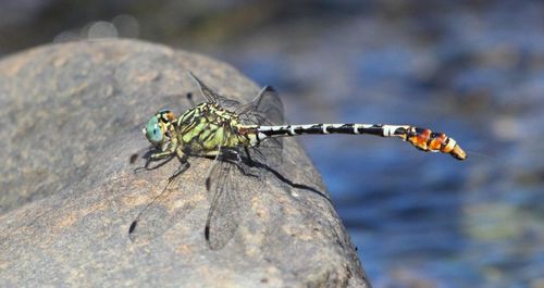 Photo of Lined Claspertail (Onychogomphus supinus)