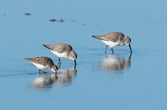 Calidris minuta