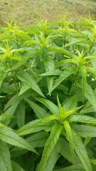 Veroniceae