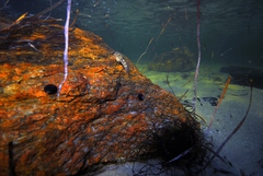 Lepidoblennius marmoratus