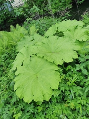 Astilboides tabularis