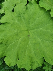 Astilboides tabularis