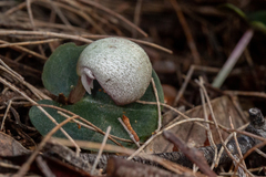 Corybas barbarae