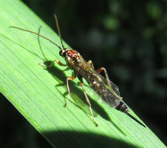 Tromatobia lineatoria