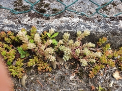 Sedum hispanicum