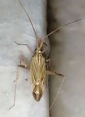 Miridius