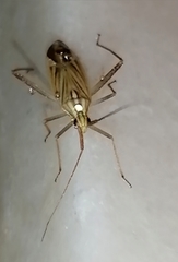 Miridius