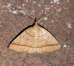 Zanclognatha obscuripennis