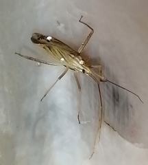 Miridius
