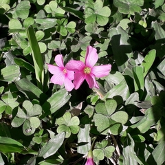 Oxalis hispidula