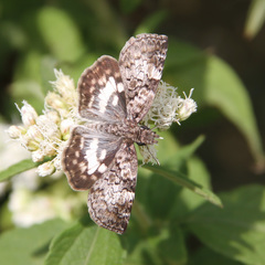 Chiomara asychis autander