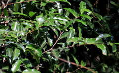 Landolphia kirkii