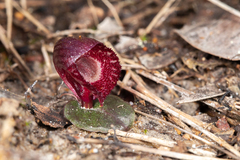 Corybas undulatus