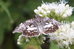 Chiomara asychis autander