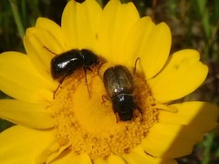 Chasmatopterus