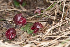 Corybas undulatus