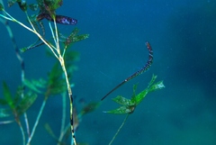 Tozeuma elongata